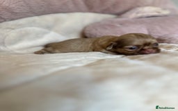Shih Tzu dogs for sale: Beautiful shihtzu puppies - Image 1