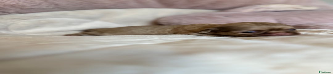 Shih Tzu Puppy 5