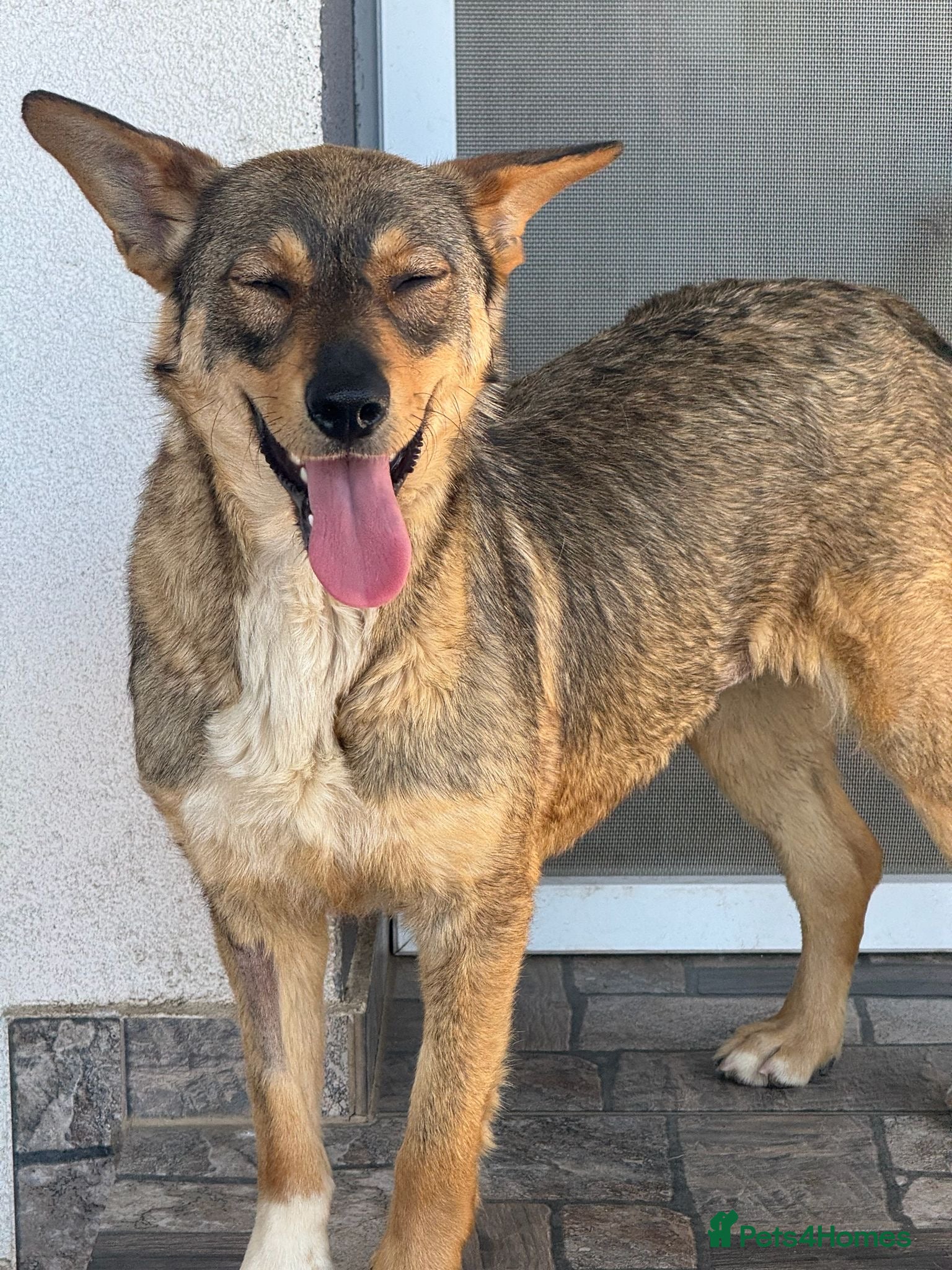 Mixed Breed dogs Cute Bella looking for LOVE - Advert 3