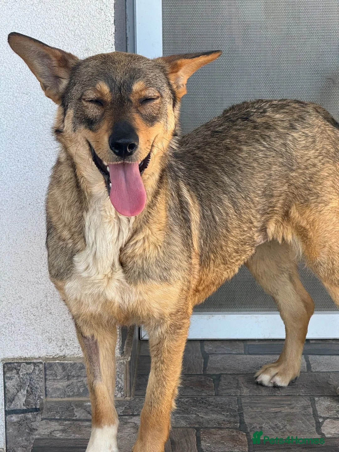 Mixed Breed dogs for adoption: Cute Bella looking for LOVE - Advert 2