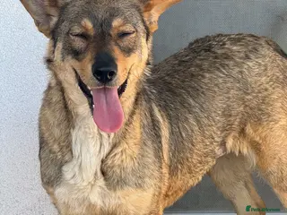 Mixed Breed dogs Cute Bella looking for LOVE - Advert 3