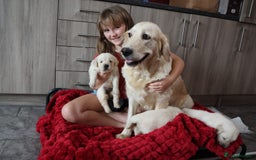 Golden Retriever dogs for sale: Extensively Health tested parents.Snowwhite Chunks - Image 3