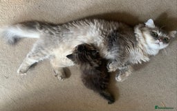 Persian cats for sale: 2 beautiful Persian kittens available from today  - Image 11