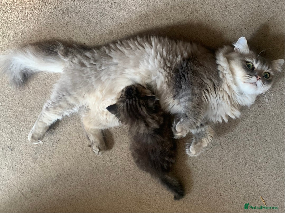 Persian cats for sale: 2 beautiful Persian kittens available from today  - Image 11