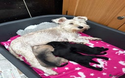 Miniature Schnauzer dogs for sale: KC REG RARE BLACK MINIATURE SCHNAUZER PUPPIES  - Image 11