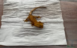 Gecko reptiles for sale: 5 baby crested geckos for sale various morphs - Image 3