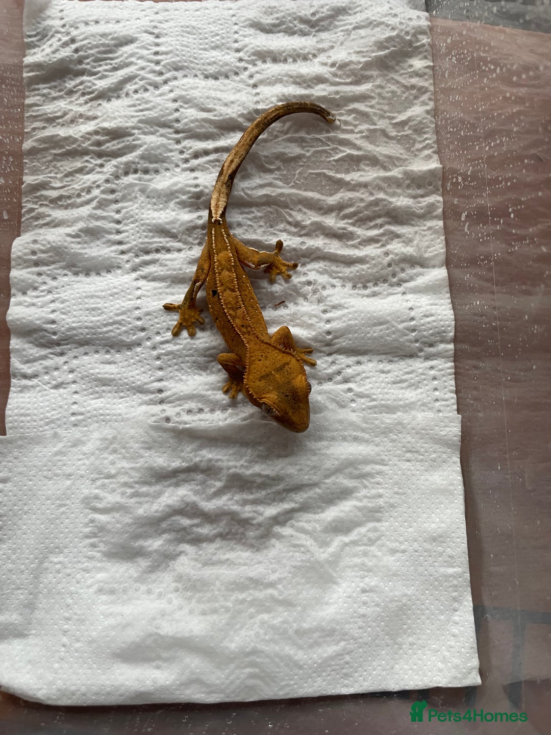 Gecko reptiles for sale: 5 baby crested geckos for sale various morphs - Image 3