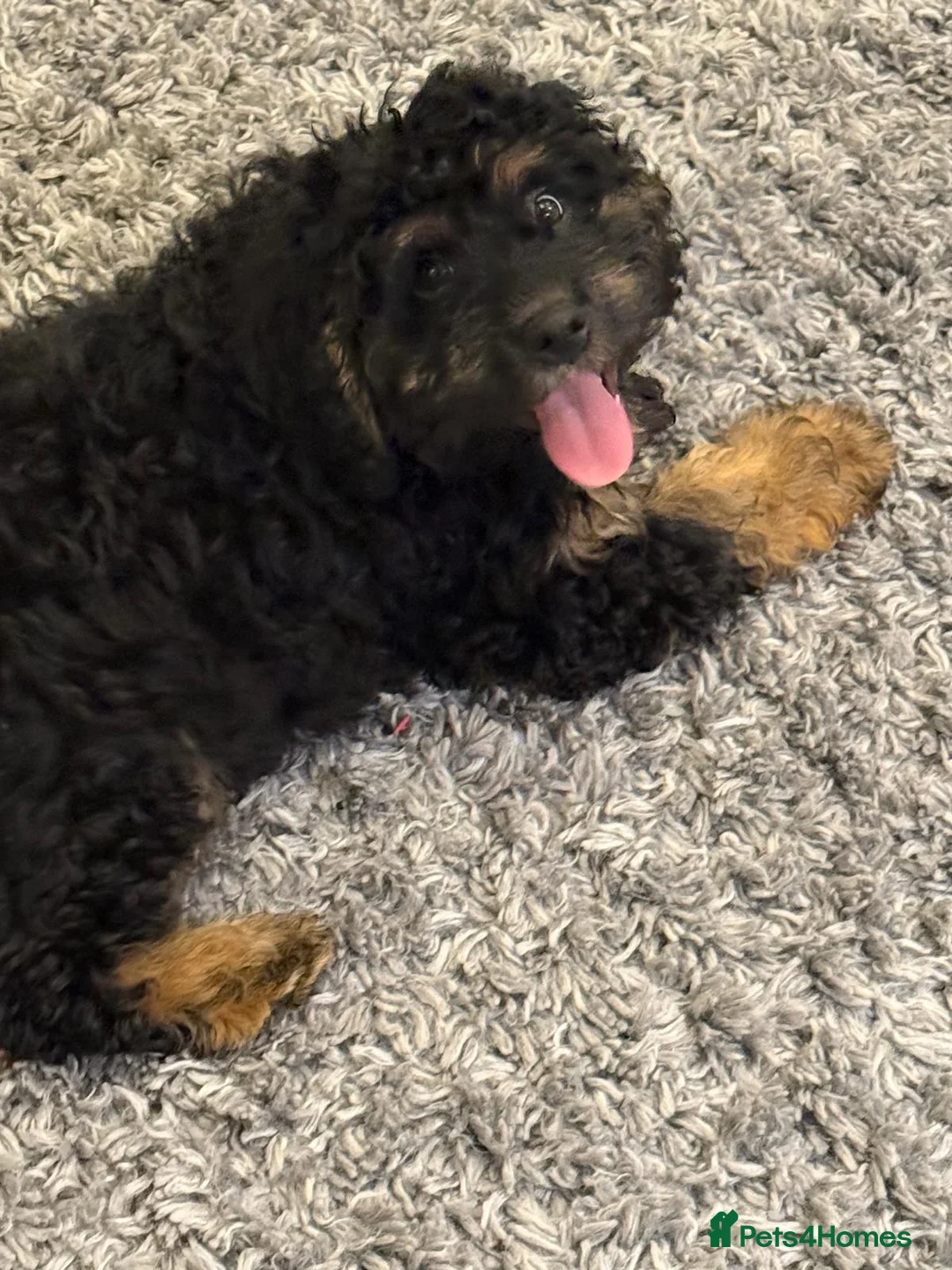 Bernedoodle dogs for sale: Beautiful Toy Bermedoodle puppies - Advert 5