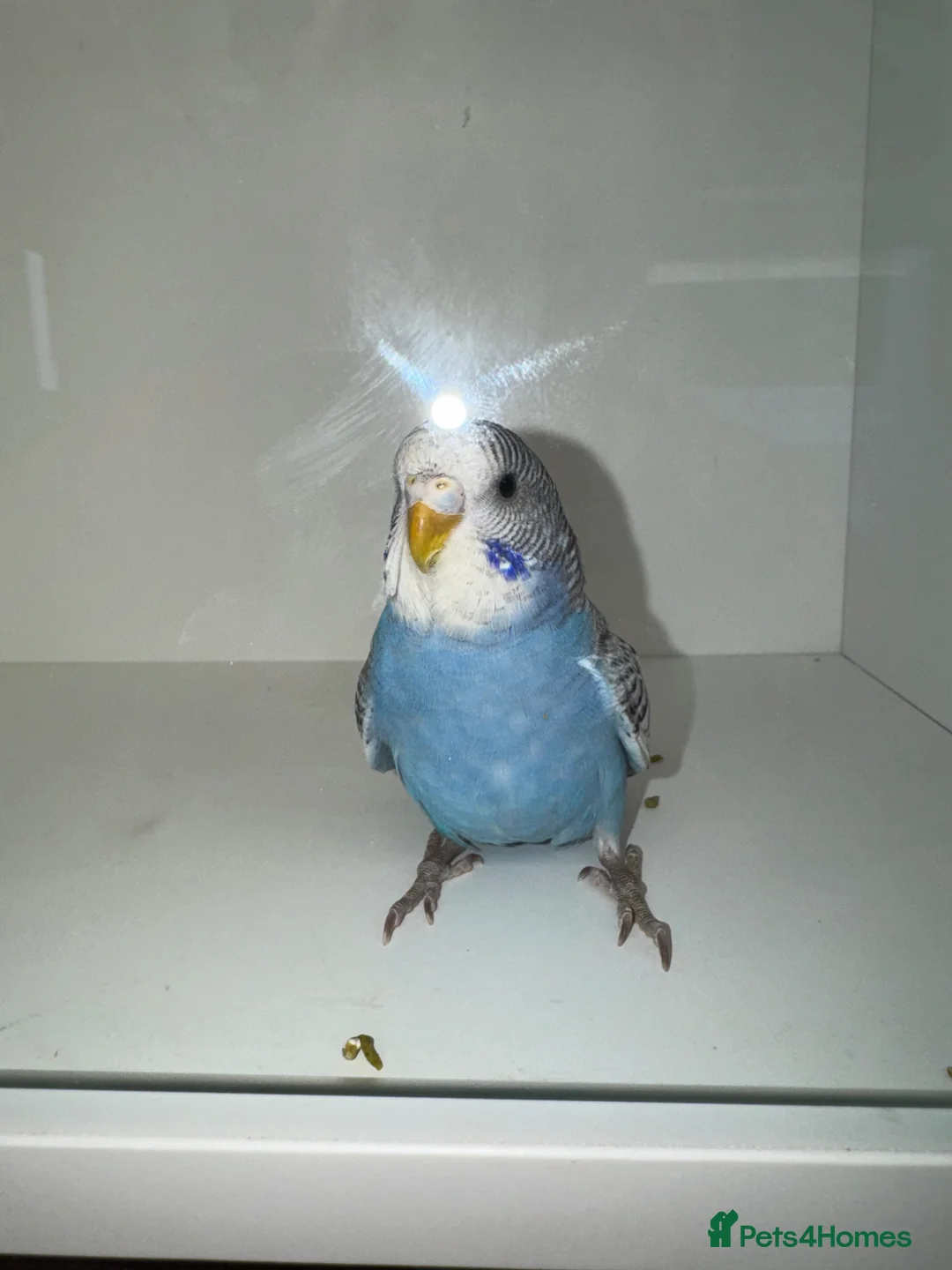 Budgerigars birds for sale: Beautiful Baby budgies for sale in Accrington - Advert 2