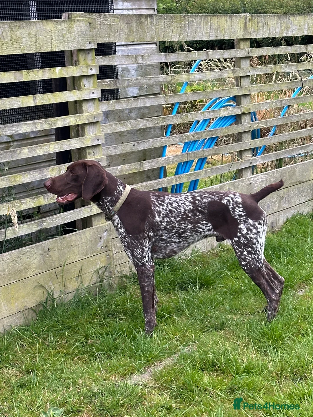 German Shorthaired Pointer dogs for sale: Gorgeous Green Short Haired Pups - Serbian Blood - Advert 21