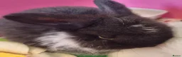 Mini Lop rabbits for sale: Purebred mini lop baby bunnies - Advert 3