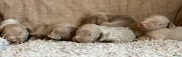 Weimaraner dogs for sale: KC Registered silver Weimaraner puppies in Mold - Advert 18