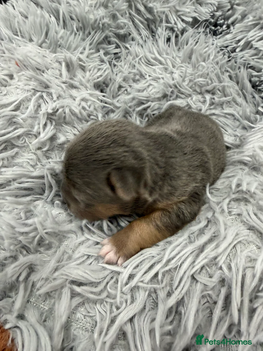 Jack Russell dogs for sale: Jack Russell Puppies - 6 Available 3 girls 3 boys - Advert 19