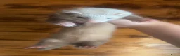 Ferret rodents for sale: 1 Jill and 1 hob kit ready to go now! - Advert 4