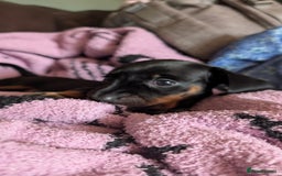Dachshund dogs for sale: Daschund puppies. - Image 3