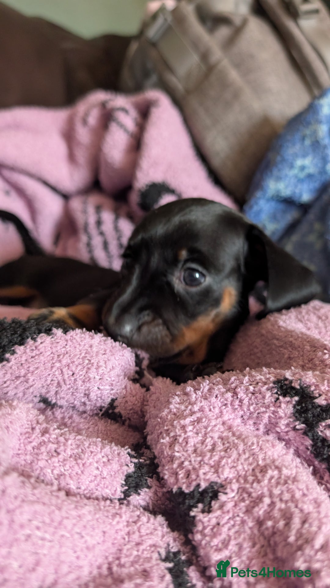 Dachshund dogs for sale: Daschund puppies. - Image 3
