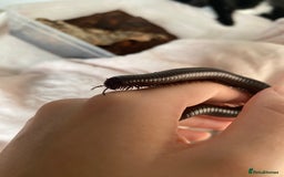 Mixed Breed reptiles for sale: Reptile, invert and amphibian rescue service.  - Image 13