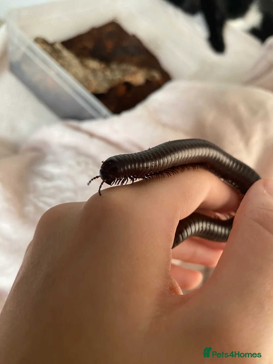 Mixed Breed reptiles for sale: Reptile, invert and amphibian rescue service.  - Advert 13