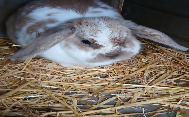 Mini Lop rabbits - Advert 5