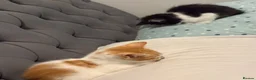 Domestic Shorthair cats for sale: Two cats -  litter box included  in Liverpool - Advert 6