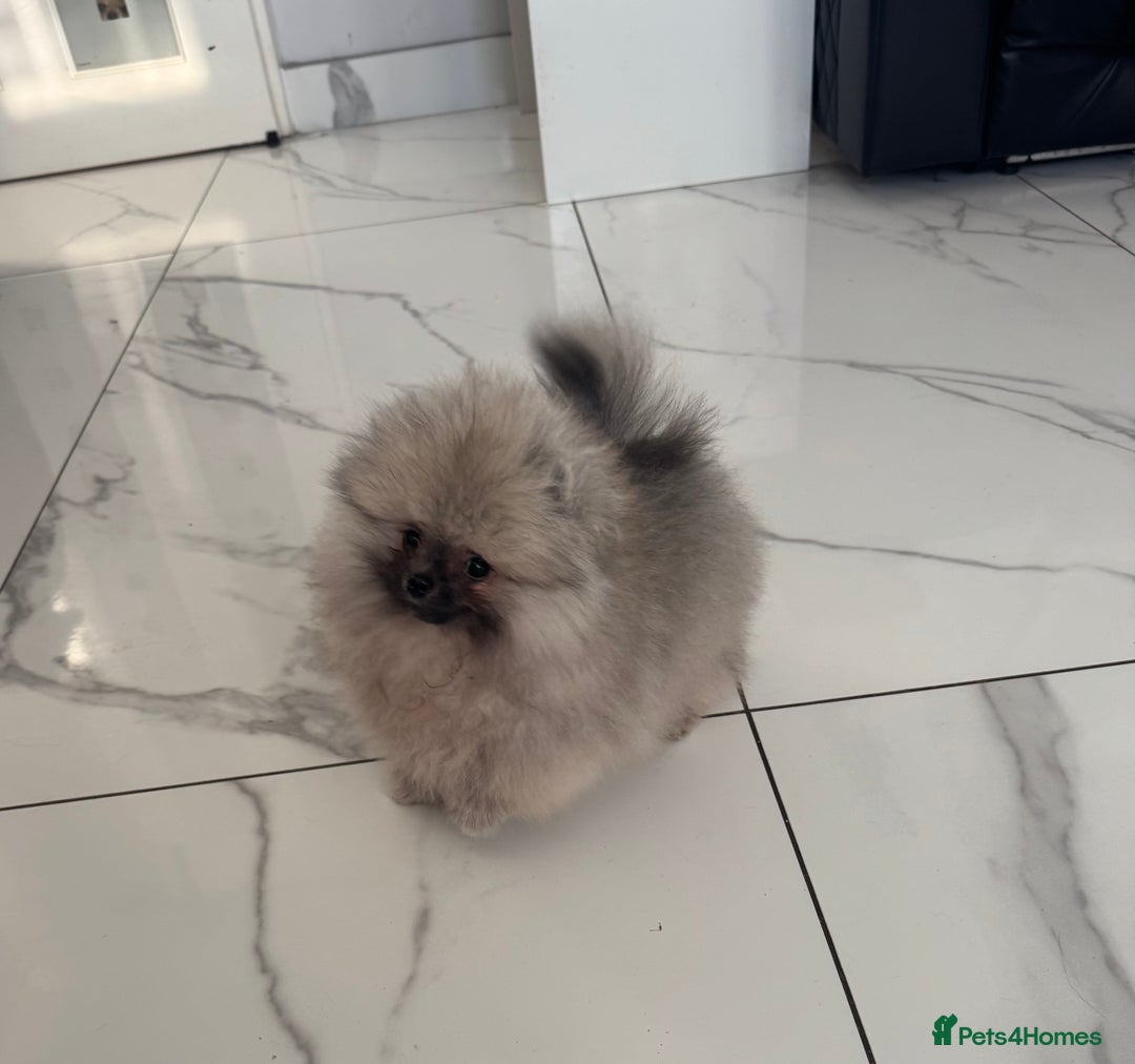 Pomeranian dogs for sale: Fabulous boys available to discerning pet homes - Advert 16