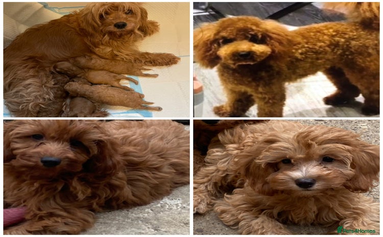 Cavapoo dogs - Advert 1