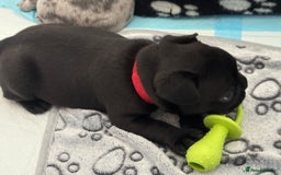 French Bulldog dogs for sale: French bulldog puppies looking for loving homes  - Image 6