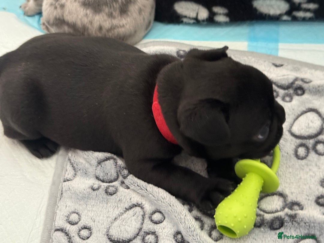 French Bulldog dogs for sale: French bulldog puppies looking for loving homes  - Image 6