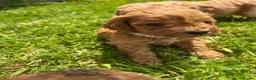 Cockapoo dogs for sale: Beautiful F1 cockerpoo puppies  - Advert 3