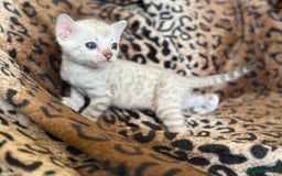 Bengal cats for sale: Outstanding Bengal kittens European Champion sire! - Image 1