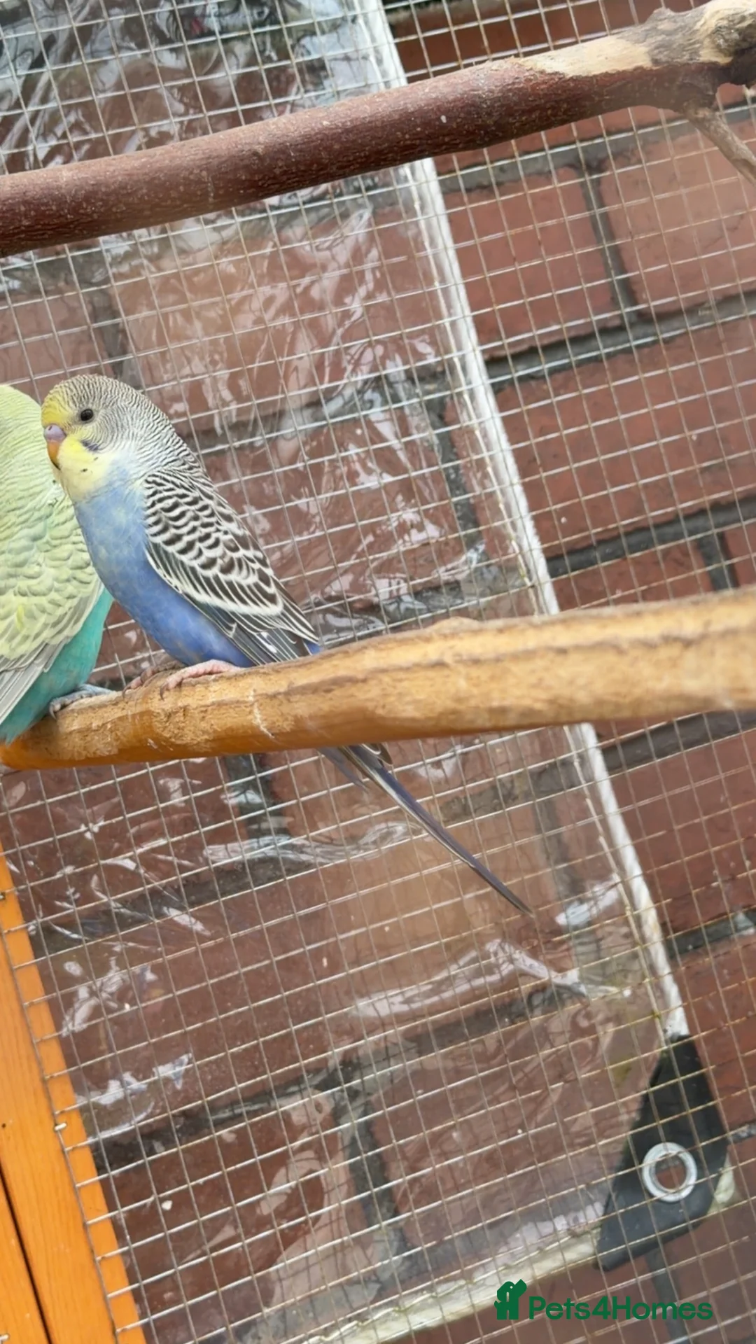 Budgerigars birds for sale: Budgies  in Lancaster - Advert 1