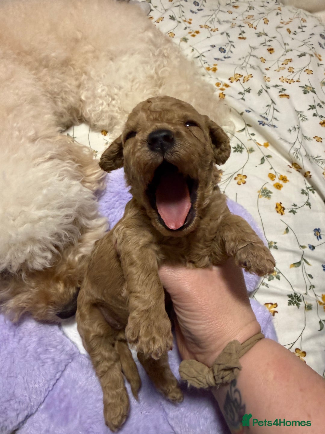 Cavapoo dogs for sale: 4 Beautiful f1b Cavapoo Puppies  - Advert 16