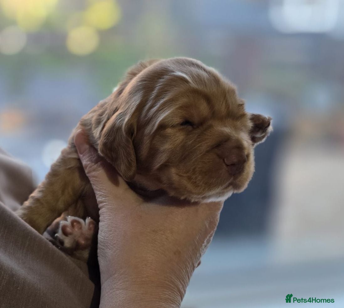 Cocker Spaniel dogs RKC Registered Working Cocker Spaniel Litter - Advert 2
