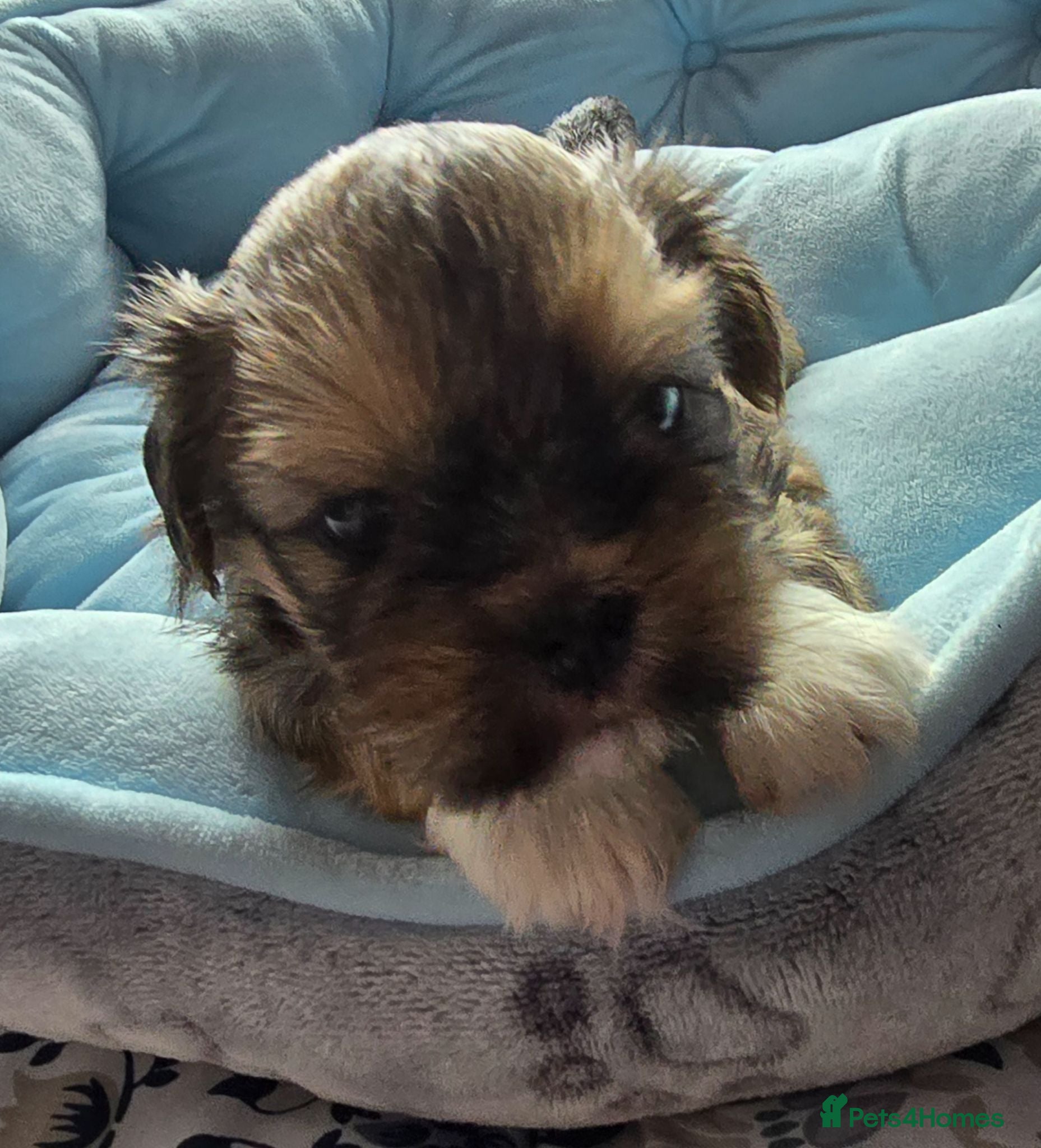 Lhasa Apso dogs 🩵🐶 2x Lhasa Apso Male Pups *Parents Tested PRA4  - Advert 2