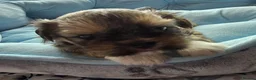 Lhasa Apso dogs for sale: 🩵🐶 2x Lhasa Apso Male Pups *Parents Tested PRA4  - Advert 2