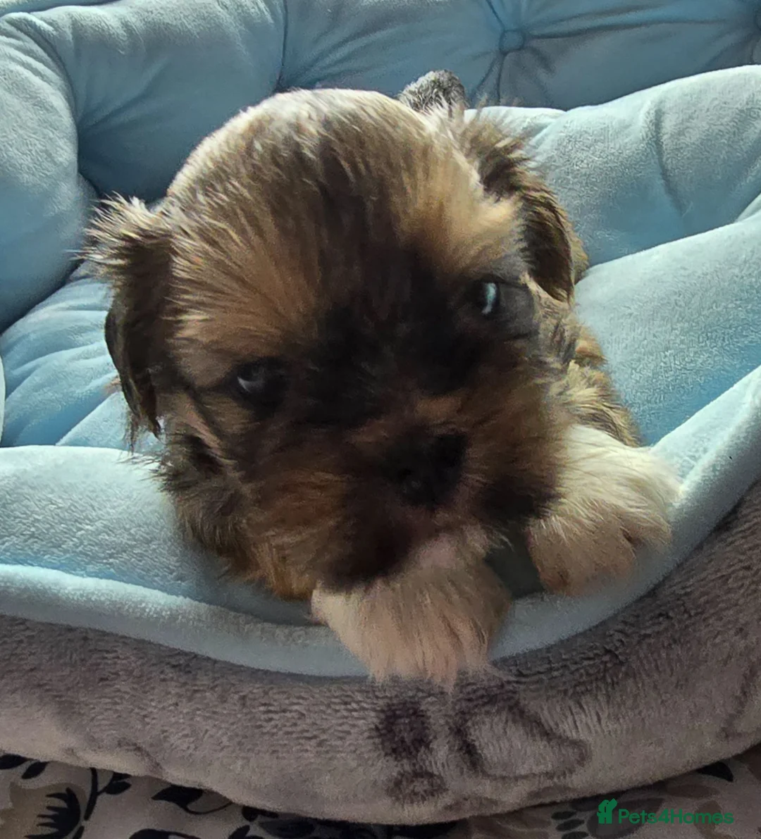 Lhasa Apso dogs for sale: 🩵🐶 2x Lhasa Apso Male Pups *Parents Tested PRA4  - Advert 2