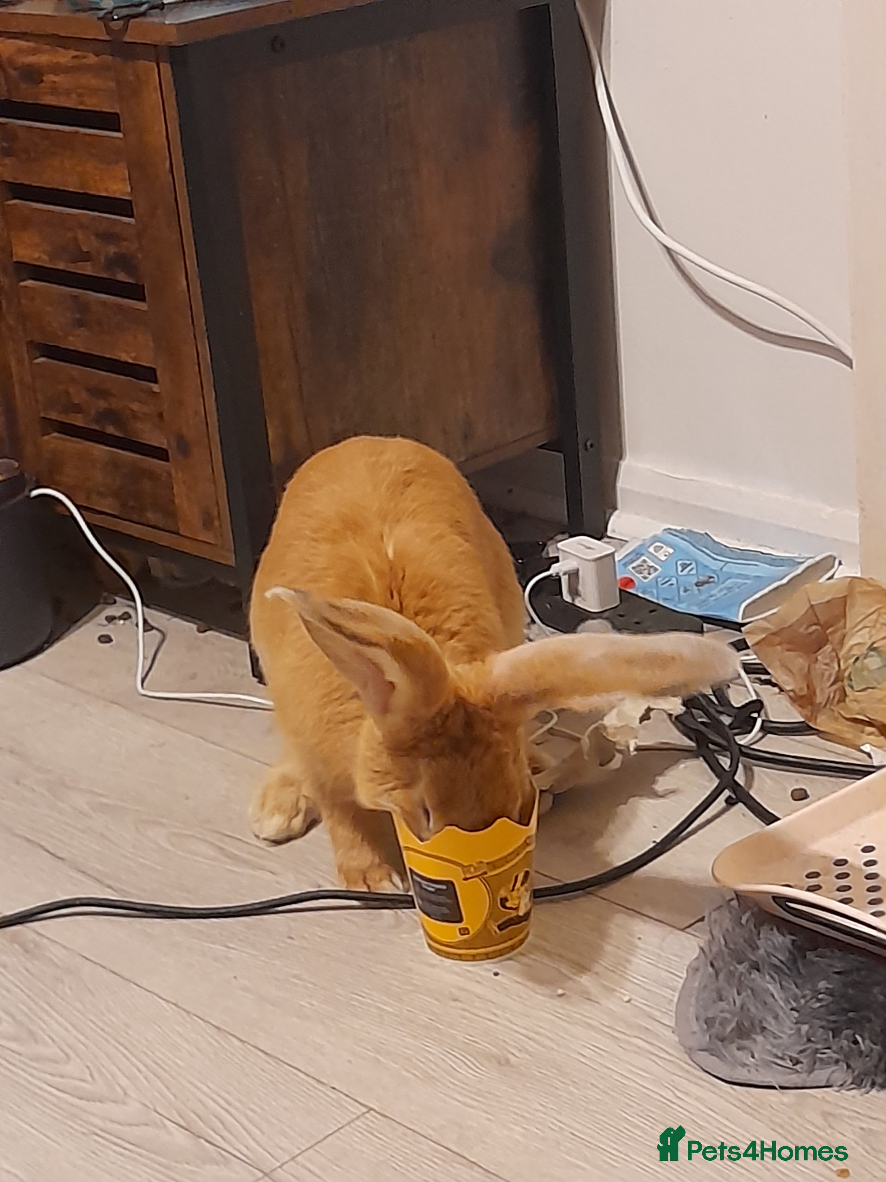 Continental Giant rabbits Continental rabbit  - Advert 2