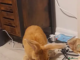 Continental Giant rabbits Continental rabbit - Advert 7