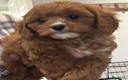 Cavapoo dogs for sale: Cavapoo Pups  - Image 7