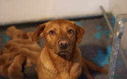 Labrador Retriever dogs for sale: KC Reg Fox Red Puppies Available - Image 2