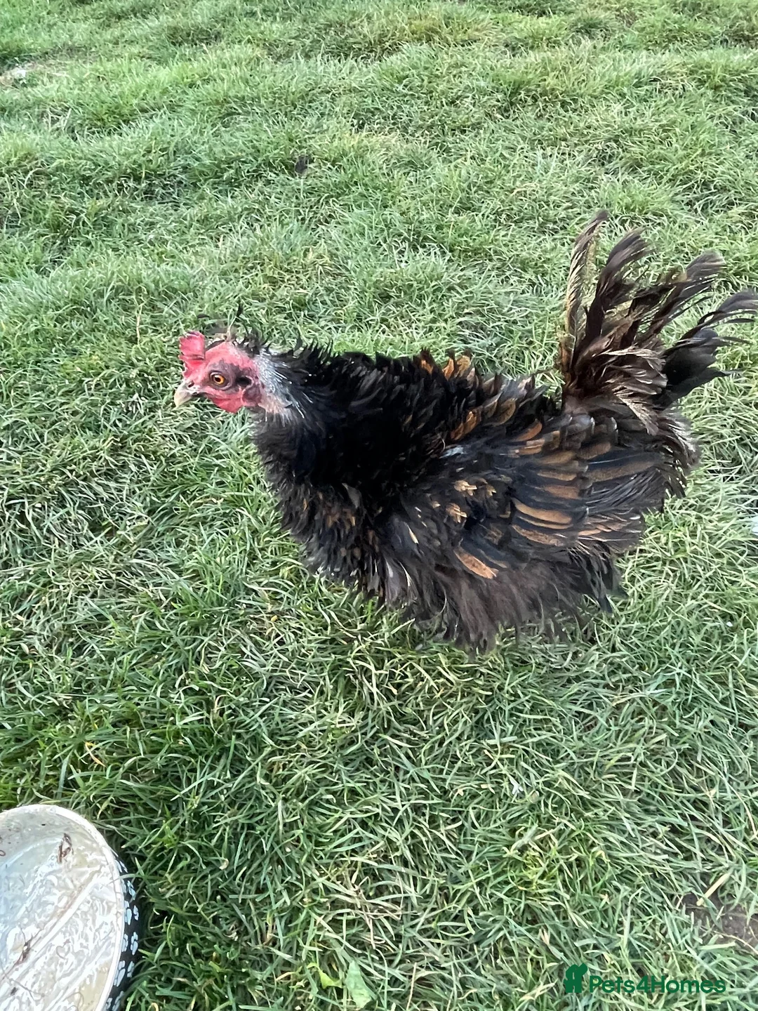 Chickens poultry for sale: Polish hen - Advert 4