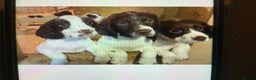 English Springer Spaniel dogs for sale: Springer Spaniel Puppies - Advert 8