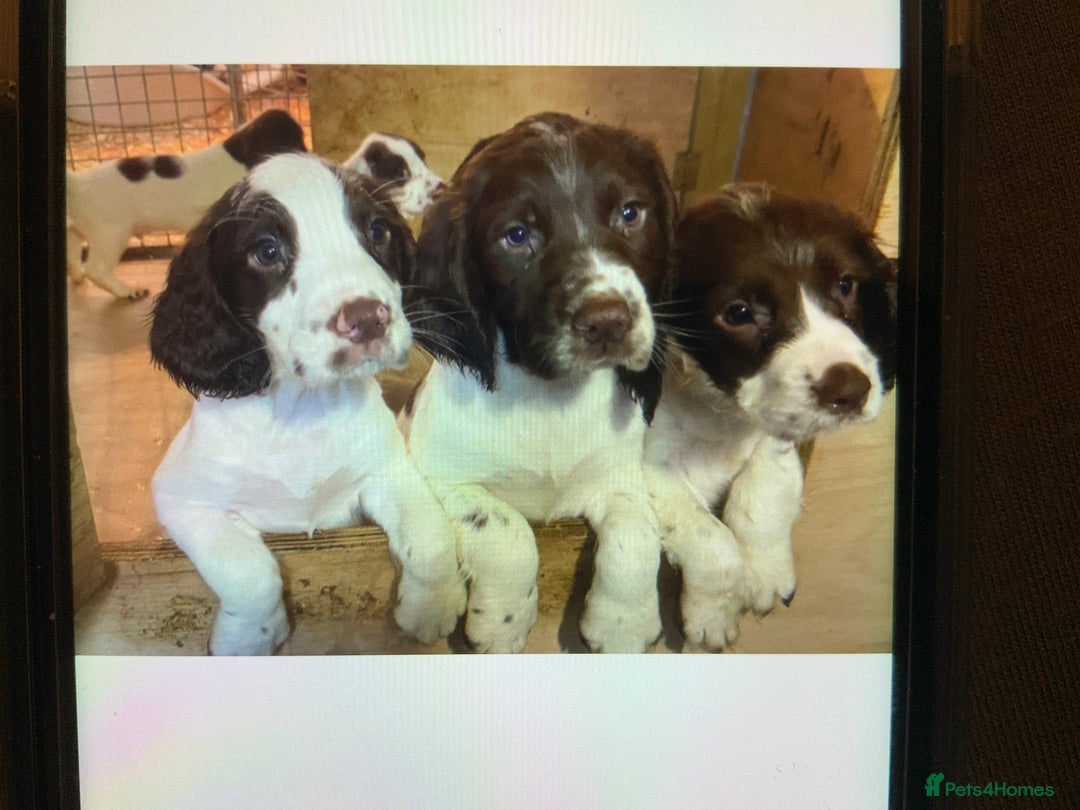 English Springer Spaniel dogs for sale: Springer Spaniel Puppies - Advert 8