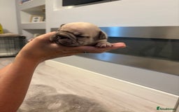 French Bulldog dogs for sale: 4 beautiful ** frenchies  - Image 9