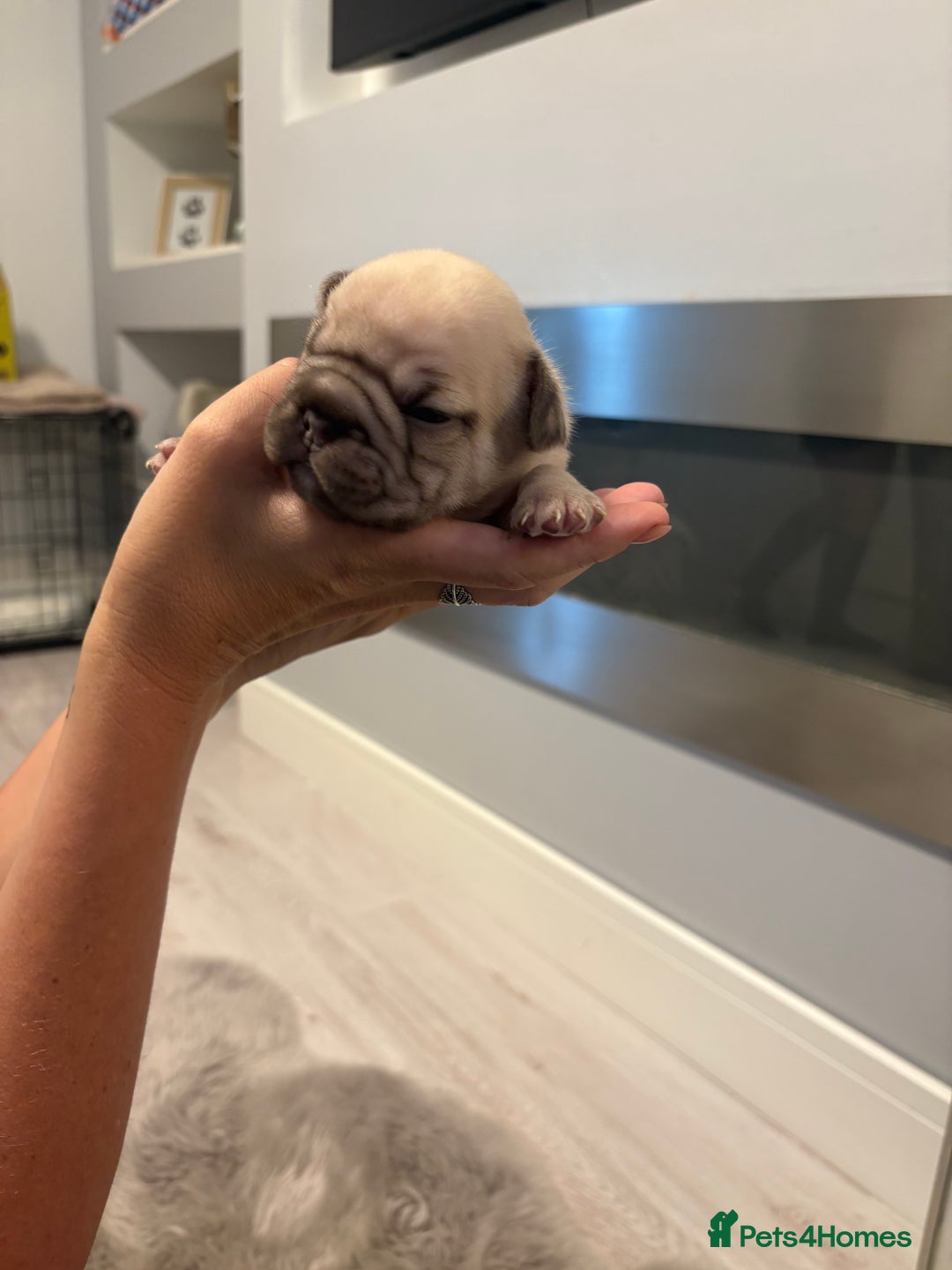 French Bulldog dogs for sale: 4 beautiful ** frenchies  - Image 9