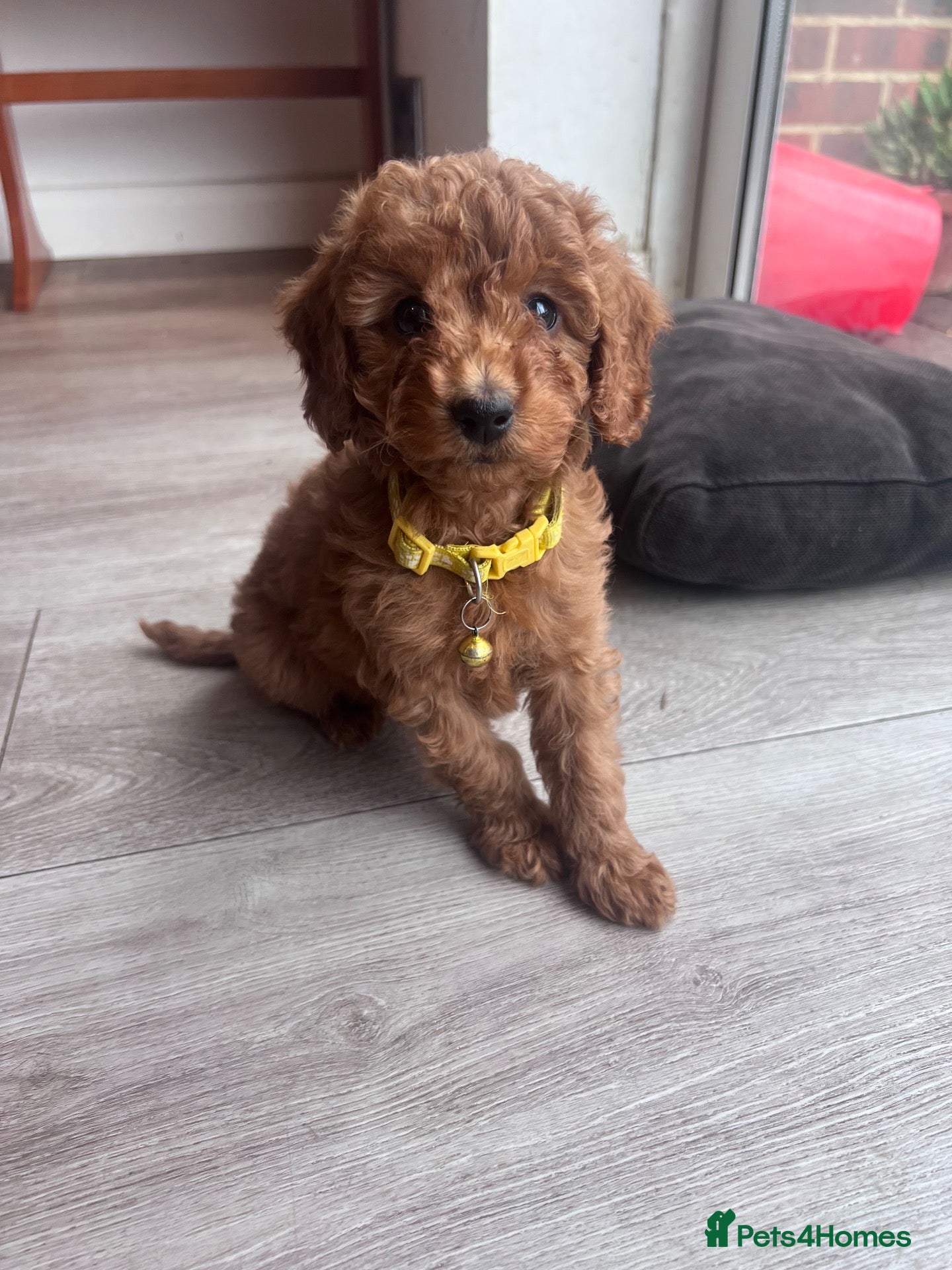 Cockapoo dogs Cockerpoo F1b puppy - 1 left  - Advert 2