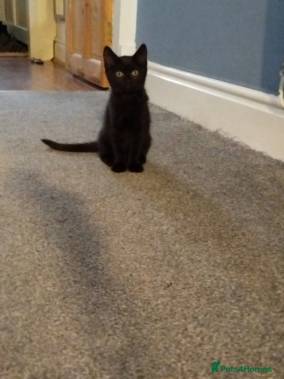 Mixed Breed cats for sale: 5 kittens for sale - Advert 6