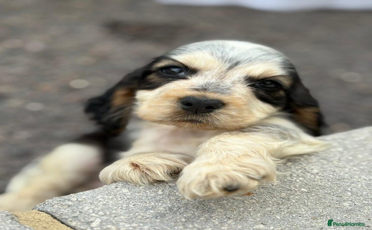 Cocker Spaniel dogs - Advert 1