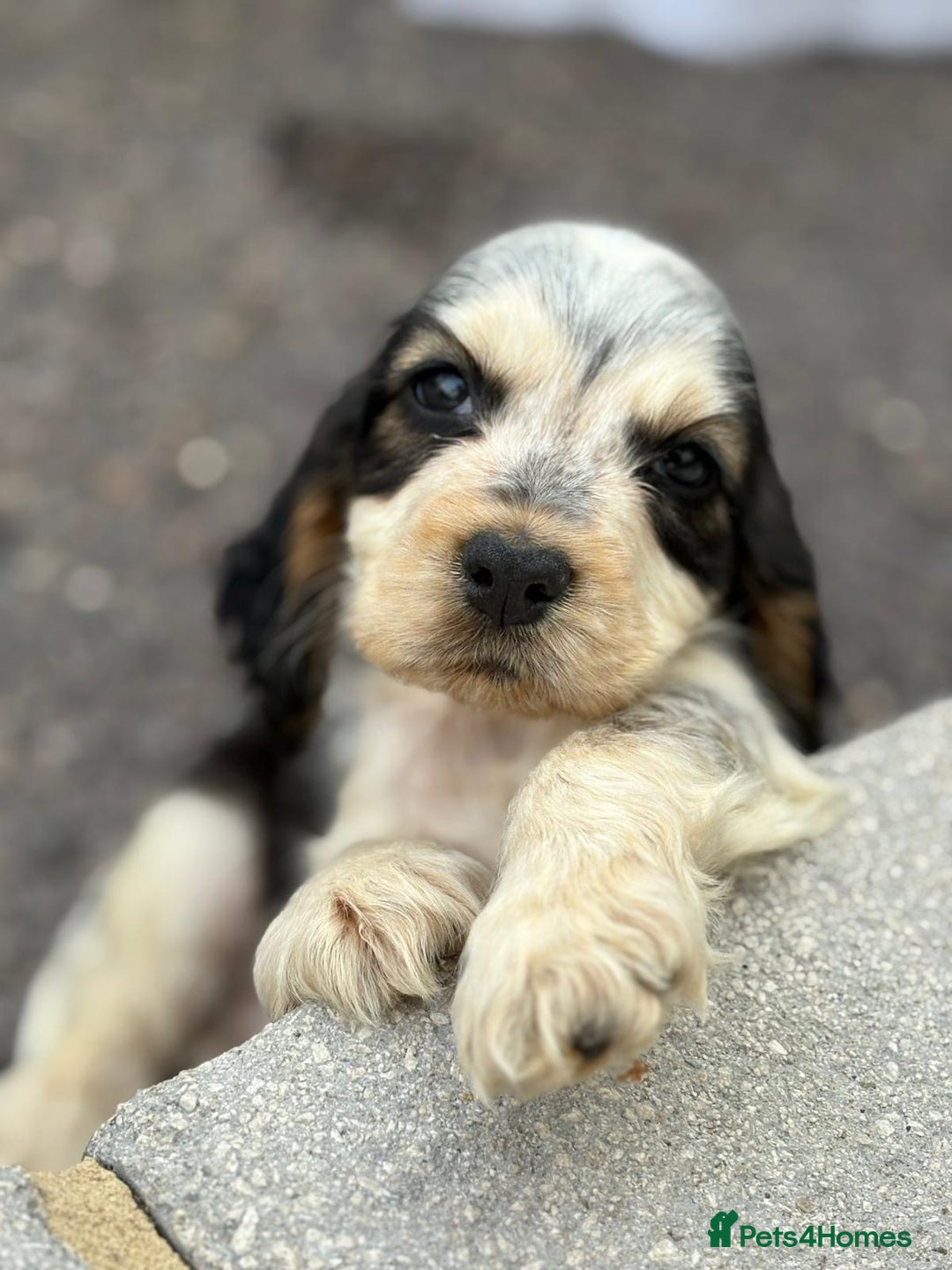 Cocker Spaniel dogs for sale: Gorgeous show cockers  - Image 1