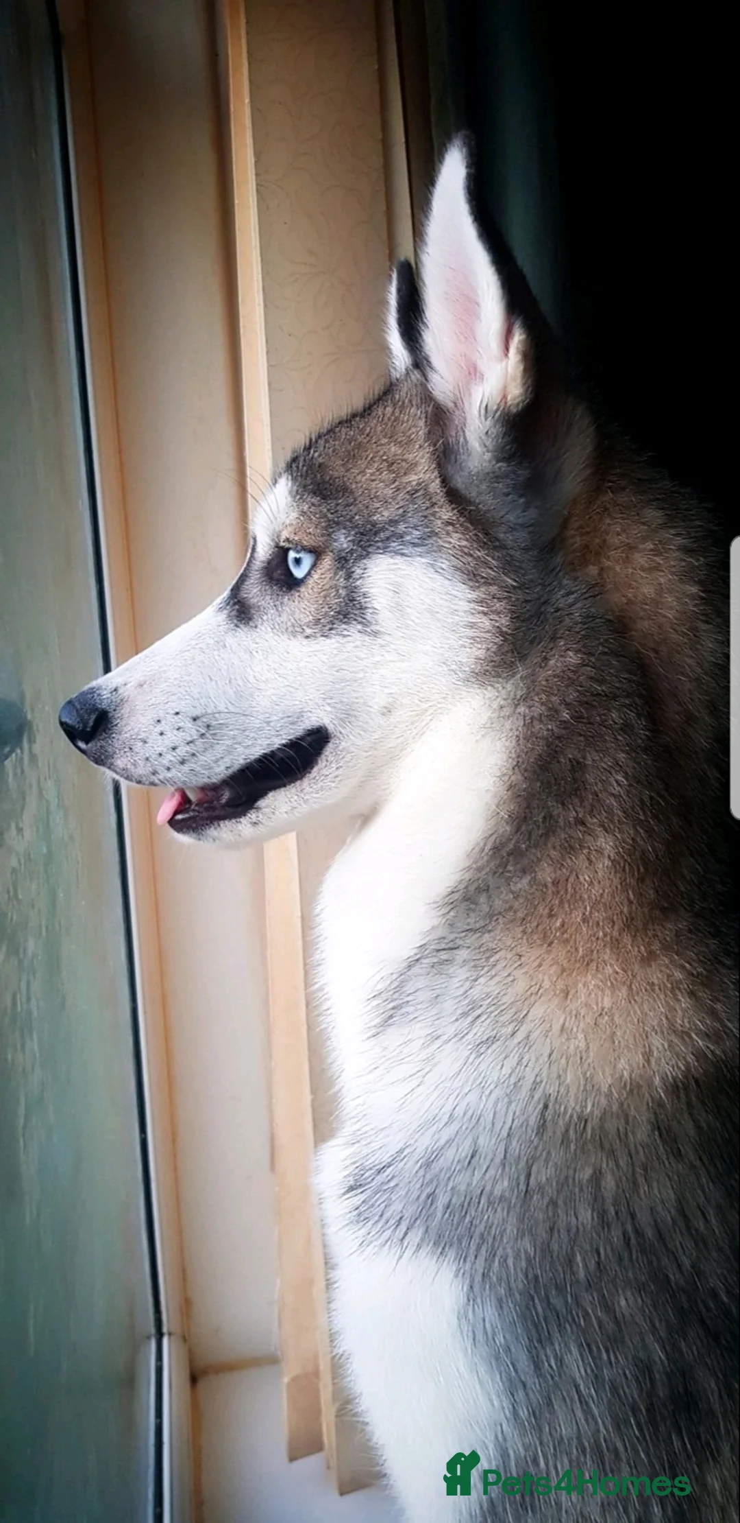 Siberian Husky dogs for stud: DANAMELI TITAN KING - Proven Health Tested Stud in Glasgow - Advert 20